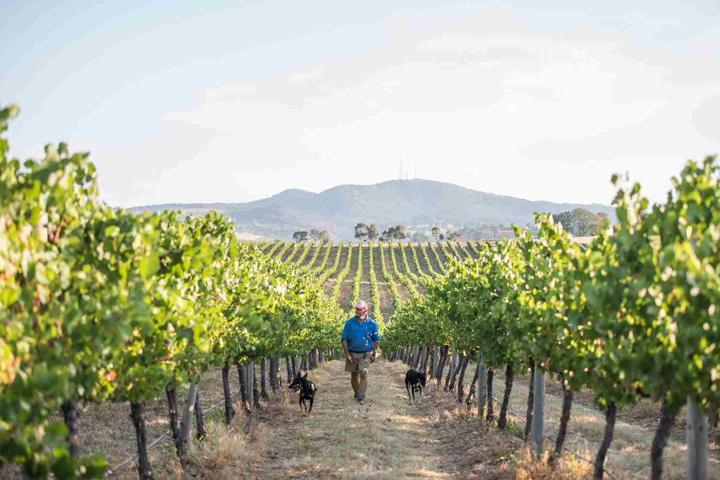 Vineyard